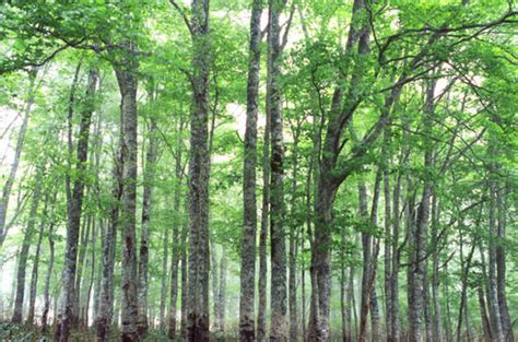 陽樹林 例